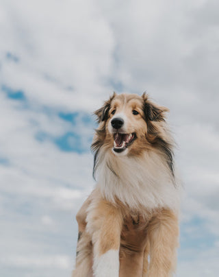 10 SUSTAINABLE PET GEAR SWAPS FOR EARTH DAY