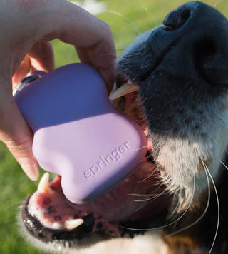 YOUR DOG’S DENTAL HEALTH: WHAT DOG PARENTS SHOULD KNOW