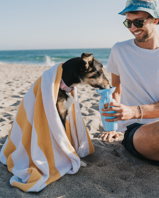 a person wearing hat holding water bottle of dog at beach with two dogs.