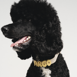 Silicone Dog Charms | Letters & Symbols for Personalized Dog Collars and Leashes - Butter Yellow