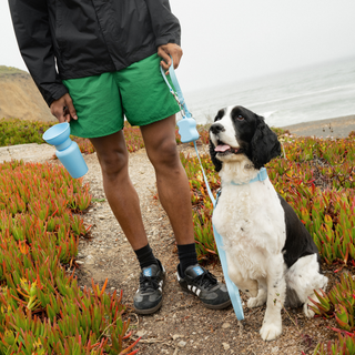 The Complete Dog Walking Set