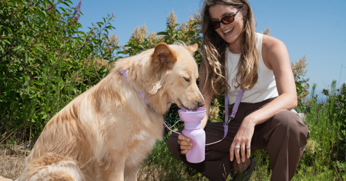 Springland Pets logo