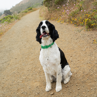 Waterproof Dog Collar