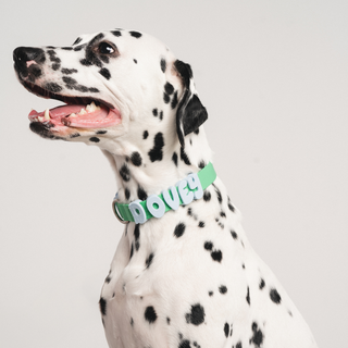 Personalized Waterproof Dog Collar with Charms