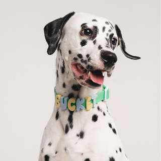 Personalized Waterproof Dog Collar with Charms