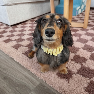 Silicone Dog Charms | Letters & Symbols for Personalized Dog Collars and Leashes - Butter Yellow