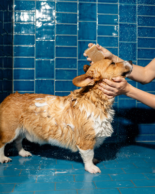 Springer Nourishing Dog Shampoo Bar