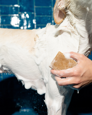 Springer Nourishing Dog Shampoo Bar