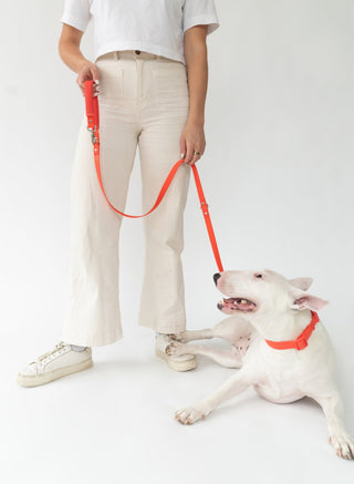 Durable Waterproof Dog Leash Poppy
