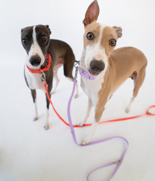 Durable Waterproof Dog Leash Poppy