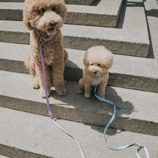 Durable Waterproof Dog Leash Sky Blue