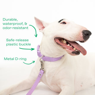 Original Collar + Leash Set