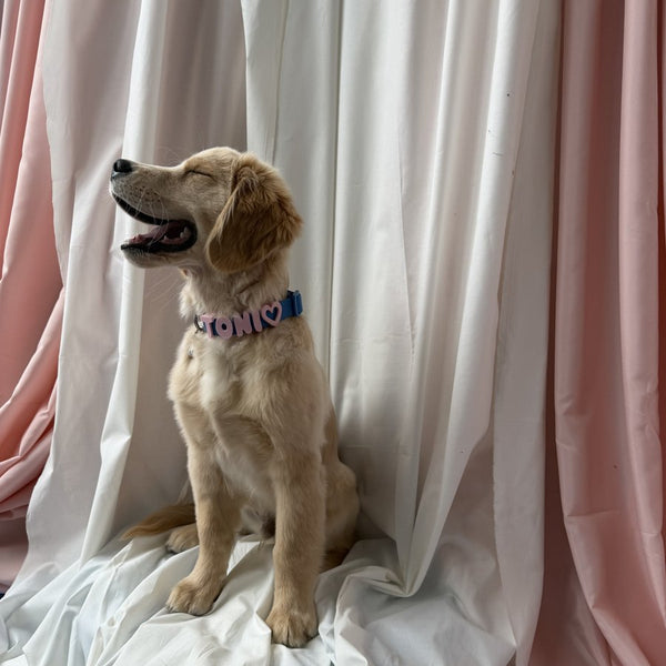 Dog wearing Springland gear