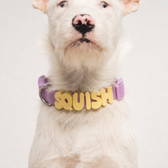 White terrier wearing a Lilac waterproof dog collar personalized with Butter Yellow silicone letter charms spelling SQUISH