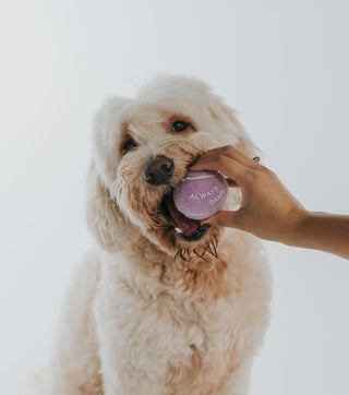 Dog Tennis Balls Pack of 4