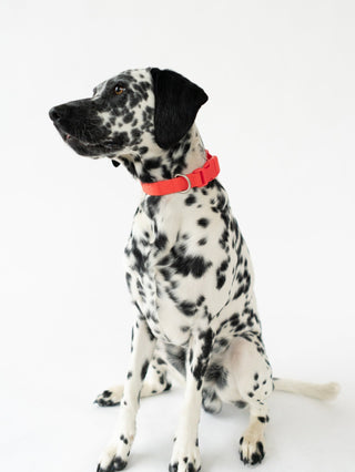 Adjustable Waterproof Dog Collar Poppy