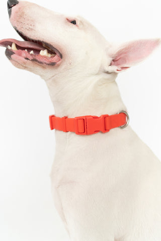 Adjustable Waterproof Dog Collar Poppy