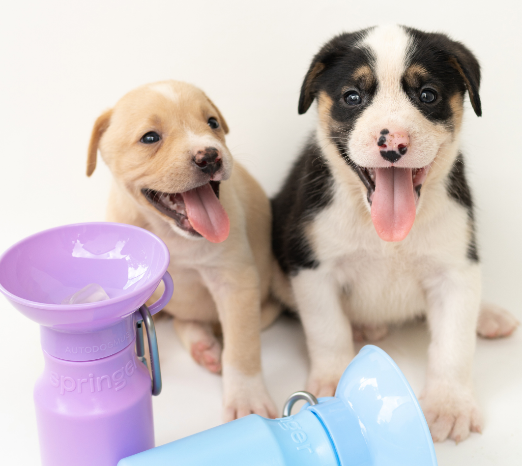 EVERYTHING YOU NEED FOR TRAINING A PUPPY - Springland Pets