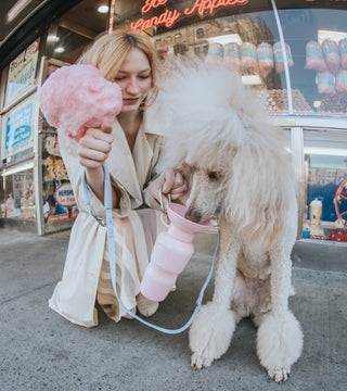 THE 6 BEST VALENTINE'S DAY GIFTS FOR YOUR DOG