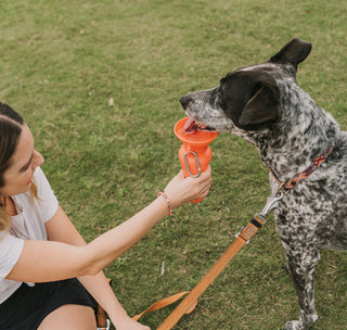 SUMMER SAFETY UNLEASHED: BOND VET'S TOP TIPS FOR PUP PARENTS