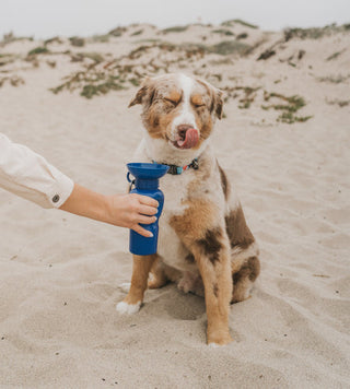 HYDRATION HACKS: VET TRICKS TO KEEP YOUR DOG COOL