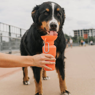 EXPLORING AUTUMN: A DOG'S GUIDE