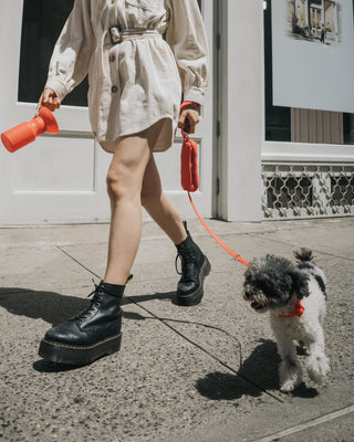 THE BEST TRAVEL GEAR FOR YOUR DOG