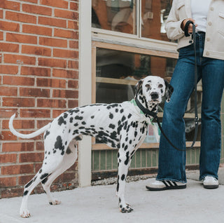 HOW TO SHOP FOR A DOG LEASH