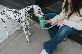 DOG HYDRATION IN EVERY SEASON