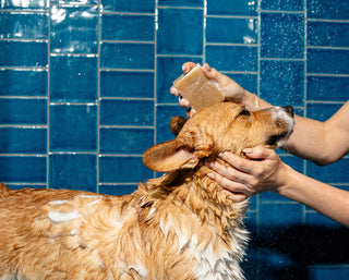 WHAT IS A DOG SHAMPOO BAR AND HOW DOES IT WORK?