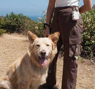 DOG TRAINING: MASTERING THE ESSENTIALS