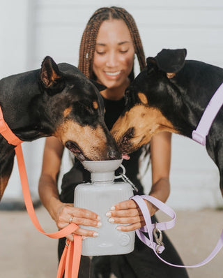 RECOGNIZING DEHYDRATION IN DOGS WITH BOND VET