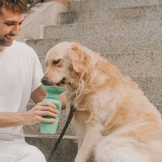 HOT DOGS, COOL TIPS: SUMMER SAFETY WITH BOND VET
