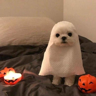 HOW TO TELL IF YOUR DOG SENSES SOMETHING SUPERNATURAL