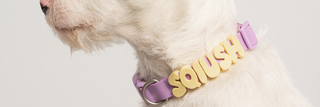 Dog Charms