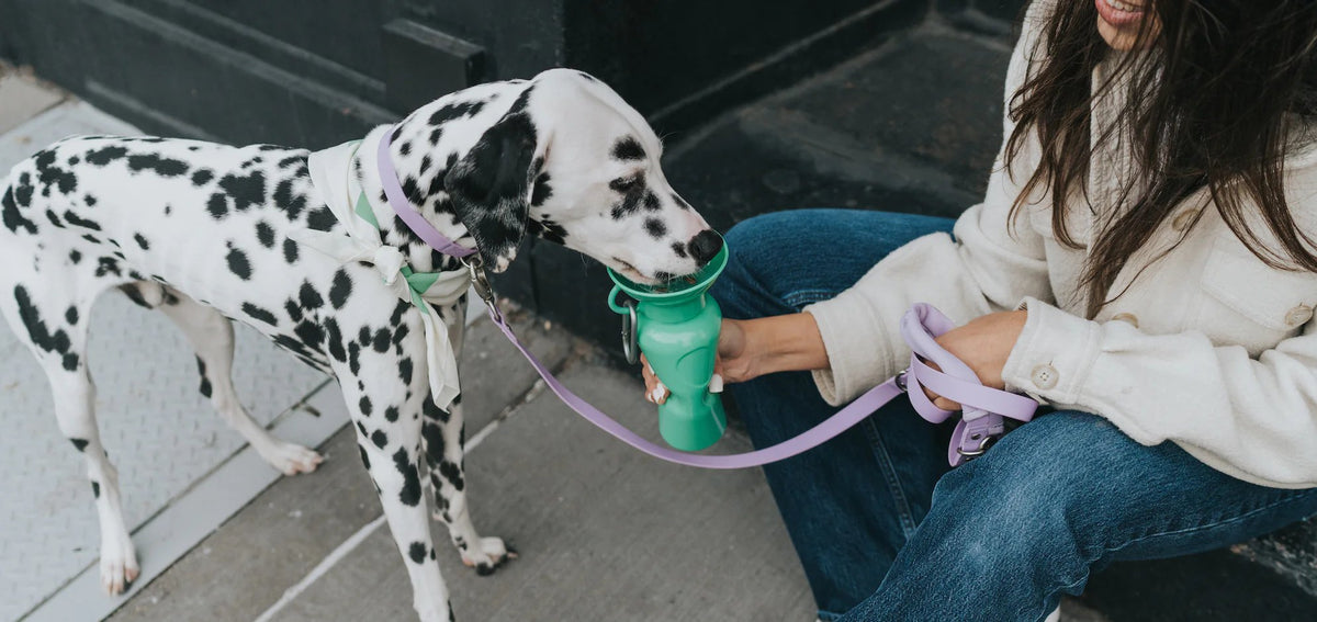 Shop All Dog Essentials - Springland Pets