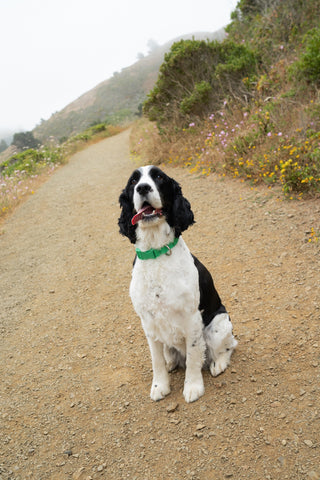 Dog Collars