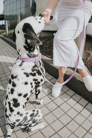 Dog Collars