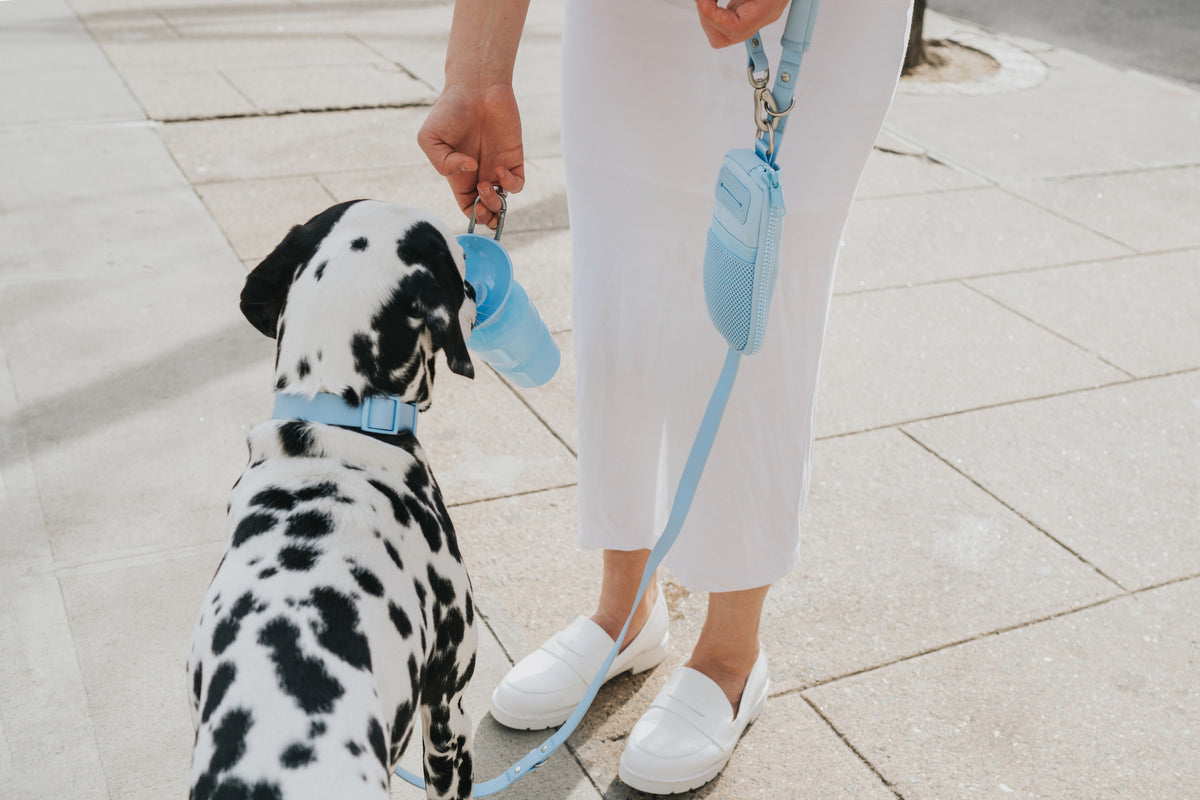 Springland Dog Walking Sets - Springland Pets