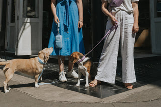 Leashes