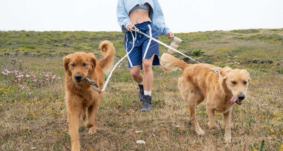 Waterproof Personalized Dog Collars & Leashes - Springland Pets