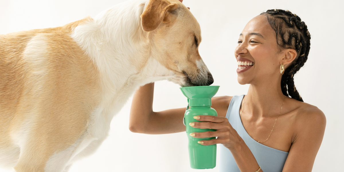 Dog Travel Water Bottle - Springland Pets