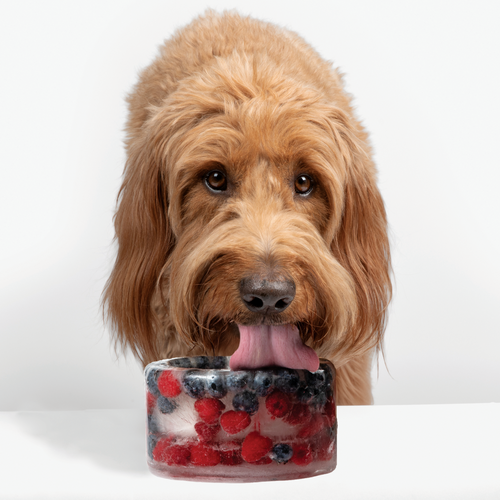 Freeze-Your-Own Dog Treat Bowl