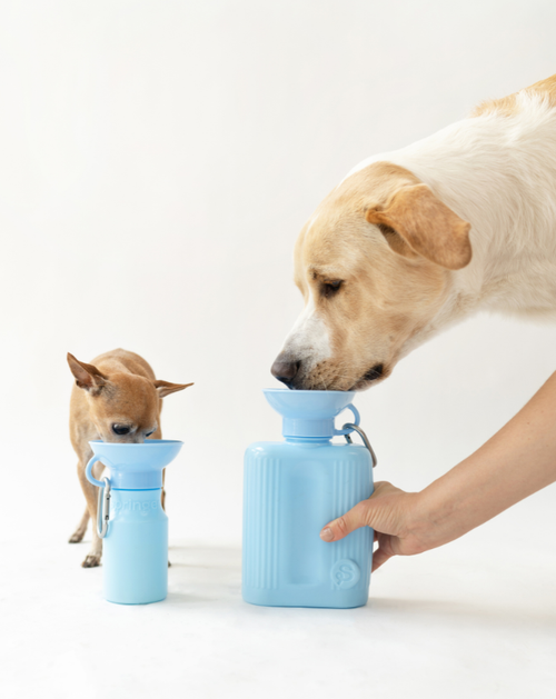 Small and large dog drinking side by side from two blue portable water bottles in different sizes