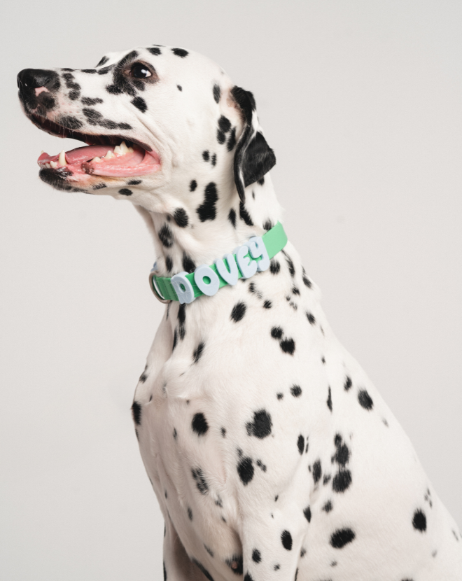 Spring Land Collars Waterproof Dog Collar - Springland Pets
