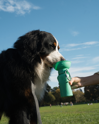Hands-Free Dog Walk Set
