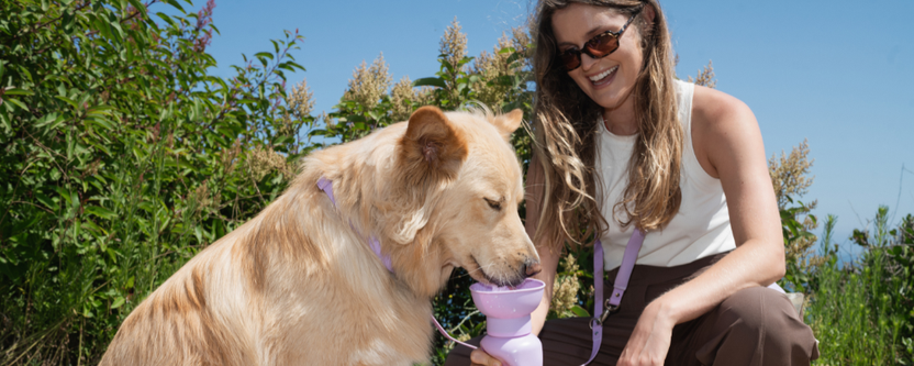 Personalized Waterproof Dog Collar with Charms - Springland Pets