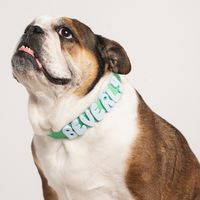 English bulldog wearing a mint green collar with white and green letter charms spelling its name