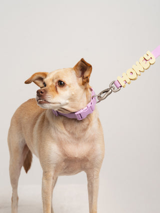 Dog wearing Core Walk Set collar and leash with HONEY name charms Lilac