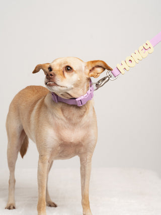 Dog standing in Core Walk Set collar and leash, side view Lilac
